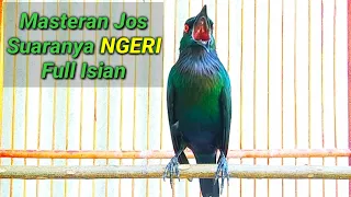 masteran cucak keling gacor teler full isian