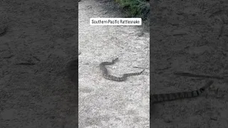 Triple the snake excitement today! 🐍 First, a gorgeous (but cautious!)