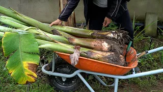 Một ngày làm vườn tận hưởng rau trái an toàn tự nhiên