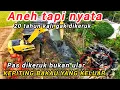 Download Lagu KALI KIRANA SIAP LANGSUNG KE KALI CANGKRING CIBITUNG ANEHNYA KALI KEK GINI KOK BANYAK KEPITING🦀