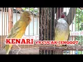 Download Lagu Cucak Jenggot vs Kenari Tembakan Lovebird Durasi Panjang || kicau pidong