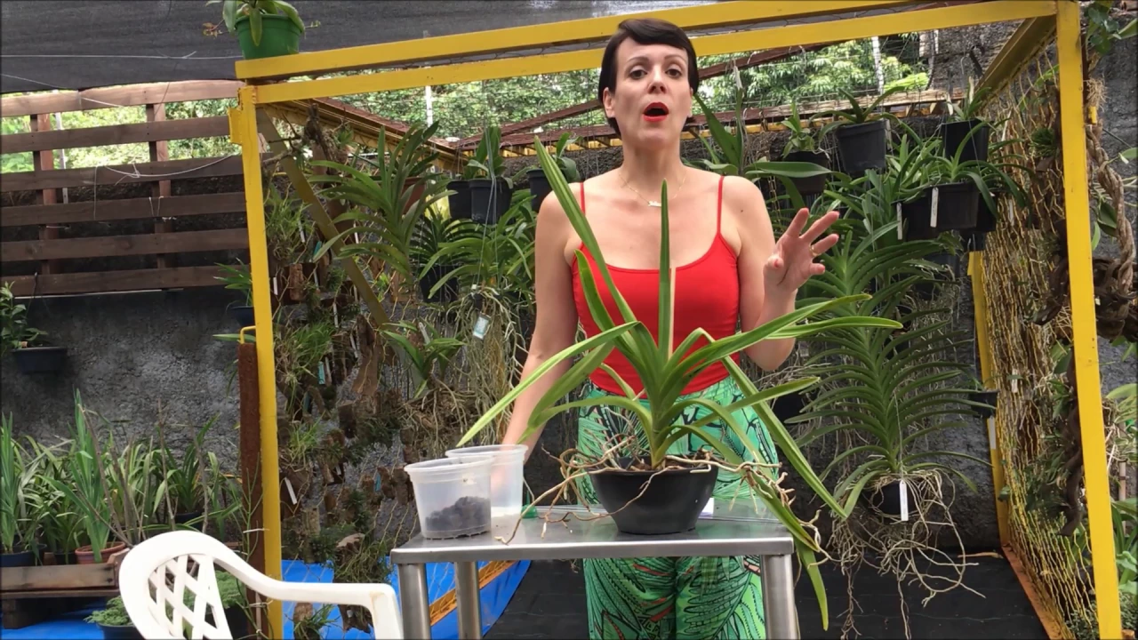 COMO PLANTAR SUA ORQUÍDEA VANDA
