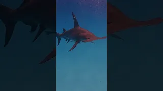 Sneaky Hammerhead Shark  #bahamas #sushilife #shark #hammerheadshark