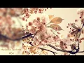 Melodic Techno #64 (Worakls, Nora En Pure, Stephan Bodzin, Michael Canitrot, Passenger 10...)