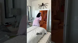 هذا العنكبوت لا يغادر المنزل 