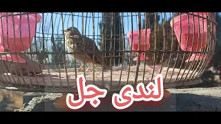 Jal Birds Full Singing لندن جل پاراچنار L جل لندی Parachinarbirds Jal Lark Jal 