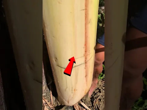 This Tree Was Hiding a Shocking Secret 😍😱