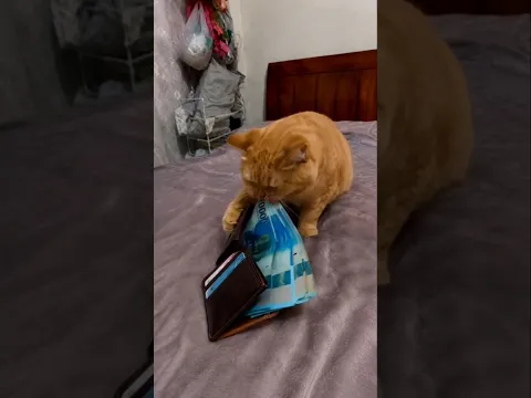 Cat, where is my wallet🫢#cat #shorts