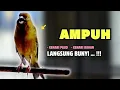 Lagu Kenari GACOR Panjang Cuit Cuit EMOSI - Cocok Untuk PANCINGAN KENARI Paud Agar Bunyi || 631