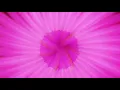 my bloody valentine - only shallow (visualiser)