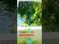 Download Lagu Mesmerizing Green Danio Timelapse