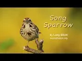 Song Sparrow