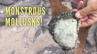 Ep 354 | An Old Pearl Processing Plant and Humongous Oysters! Kimberley, Sailing Nutshell