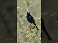 Download Lagu Suara Tanager Dada Rusa — Dengarkan Nyanyian Pipraeidea melanonota (Rekaman Lapangan Brasil) #suaraburung