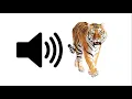 Download Lagu Tiger (Rawr) - Sound Effect