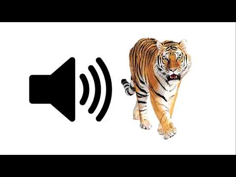 Download MP3 Tiger (Rawr) - Sound Effect