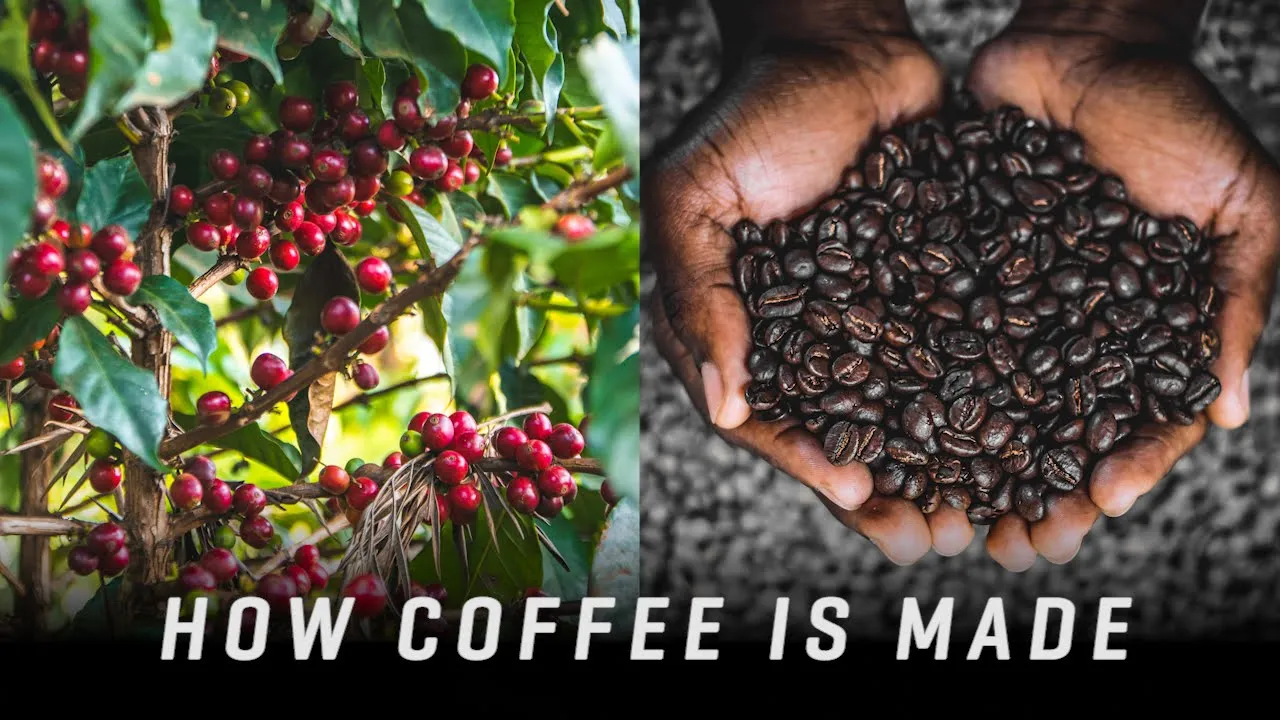Kopi 2