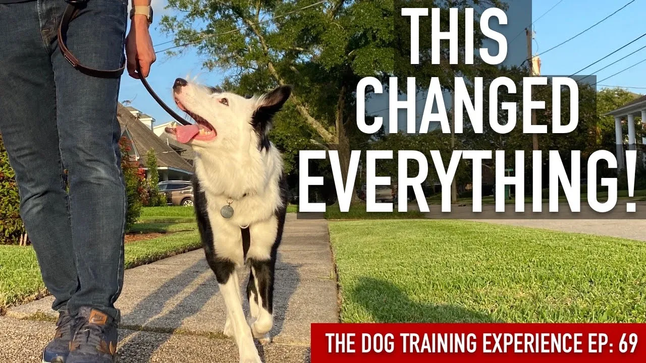 How to Train the 1 Thing That’s Made All the Difference in My Leash Training