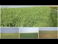 Crop Update South West
