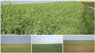 Crop Update South West