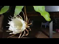 Queen of the Night Stunning Time-Lapse of a Rare Flower Bloom