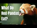 What do Red Pandas Eat - Red Pandas Diet in Wild Captivity