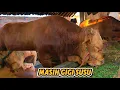 Download Lagu Bikin heboh 2 ekor sapi jumbo masih prospek tersembunyi persiapan kontes🔥🔥🔥