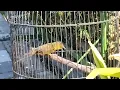 Download Lagu Brinji Rambut Tunggir || burung kecil bersuara dahsyat dan sangat lantang....!!!