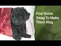 Petland Has Everything You Need Under One Woof