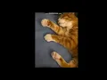 Cat twitches while sleeping