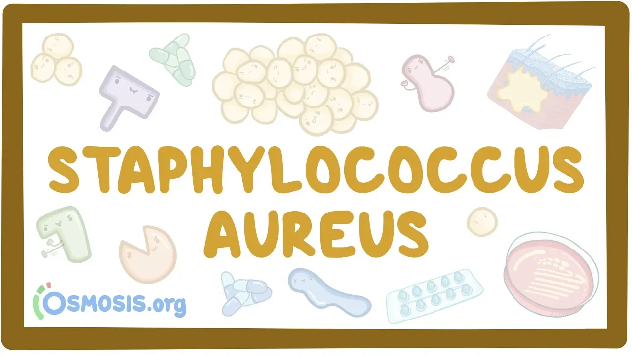 Outline Video Staphylococcus aureus