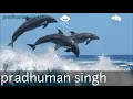 Download Lagu Dolphin sound ringtone🌨️🌩️🐟Dolphin sound 2019🐟new ringtone 2019