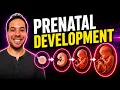 From Cell to Baby Prenatal Development Explained