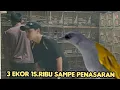 Download Lagu 3 EKOR 15.RIBU SAMPE PENASARAN 