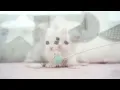 Munchkin Kittens For Sale