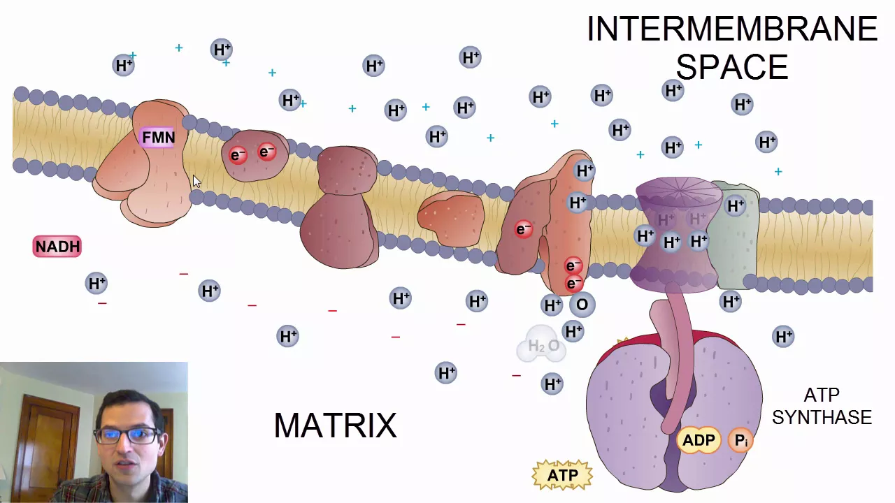 Generating the Proton Gradient: The Electron Transport Chain (Cellular Energetics #2)