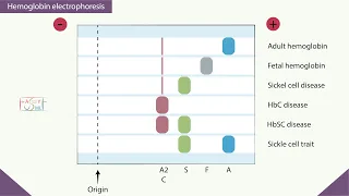 Download Hemoglobin electrophoresis MP3