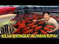 GREBEK KOLAM BERTINGKAT YANG ISINYA MILIYARAN RUPIAH! SIDAK GUDANG DAN KOLEKSI IKAN SDI!
