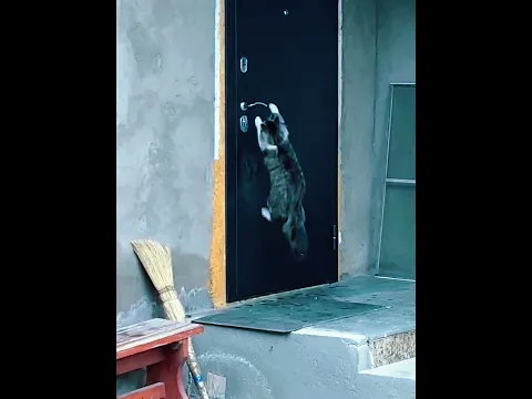Who Opens Doors Better ?πͺπ #trollface #dog #cat #phonk