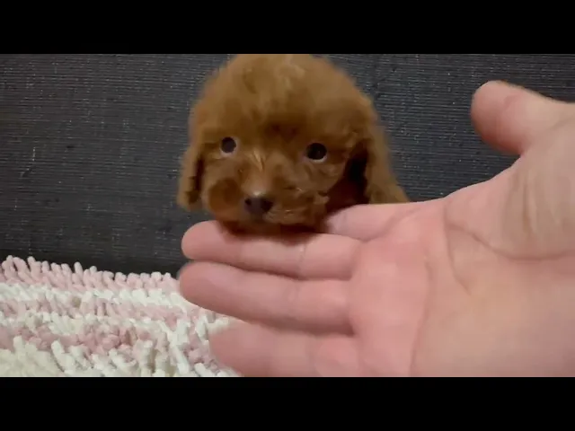 動画