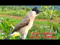 Download Lagu Suara BURUNG KUTILANG RIBUT !! Gacor Full Variasi Panggilan