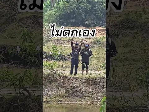 เคยไหม? หมายหน้าดีกว่าแล้วคนเดินตามหลังมา จัดไม้นึง ตูมม!เป็นตัวว🥲 #ปลาช่อน #ตกปลาช่อนข้างทาง