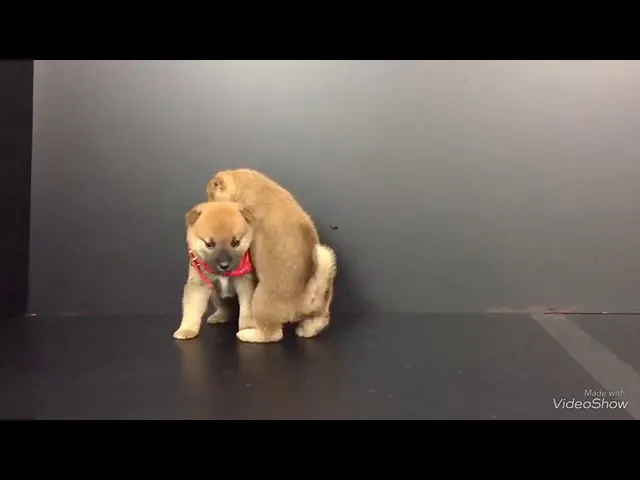 動画