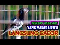 PUTAR SAJA! ANIS KEMBANGMU PASTI LANGSUNG BUNYI, TERAPI ANIS KEMBANG