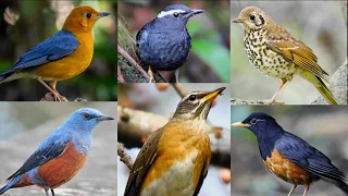 Download 15 Loài chim Hoét hót hay và nổi bật sinh sống tại Việt Nam - Khám Phá Các Loài Chim || Đạt Bird TV MP3