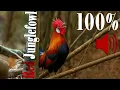 Sounds of Red Junglefowl Forest | Wild chicken, Red jungle fowl sound | Soothing Nature Sounds