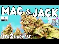 MAC 1 x Jack Herer by ETHOS Genetics Mac and Jack Full Seed to Harvest Mars Hydro