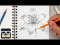 How to Draw a Realistic Lily Step by Step Sketch Tutorial