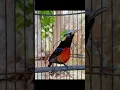Download Lagu suara burung Kolibri ninja gacor isian kapas tembak #koningacor