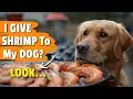 WHAT Happens if I Give My Dog Shrimp